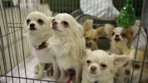 Dog Show in Kiev-Ukraine 25. August 2017. chihuahua puppies are sitting in a cage. small dogs of white coloring peep out of the cage. dog show in ukraine.
