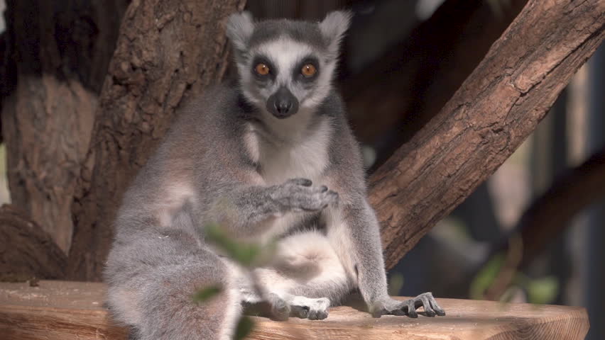 animal cinemagraph in 4K loop sitting lemur looking at camera moving only his tongue
