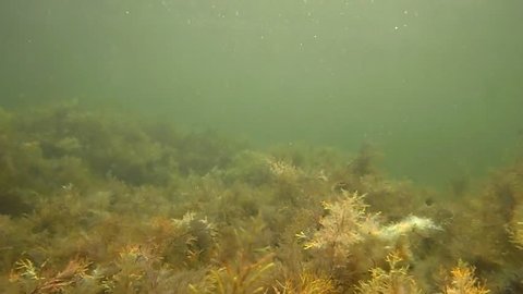 Seaweeds pasture on the seabed