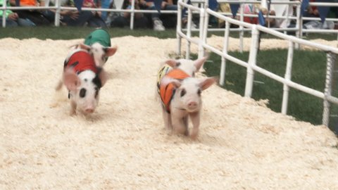SEPTEMBER 23, 2017 - YAKIMA, WASHINGTON: Cute little pigs race at the State Fair.