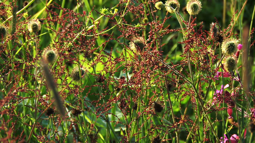 Lovely colorful tangle of lush vegetation - grasses, seed pods/heads on stems,
