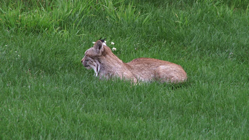 Wild Alaskan lynx lolling about in the grass at the edge of a lawn near meadow.