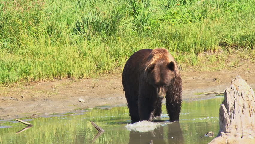 Adult brown bear (grizzly) meandering through slow shallow water on a sunny day,