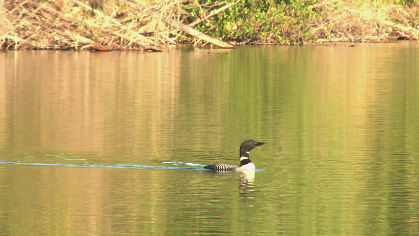 Common loon swimming in the luminous green water of an Alaskan lake, dives for