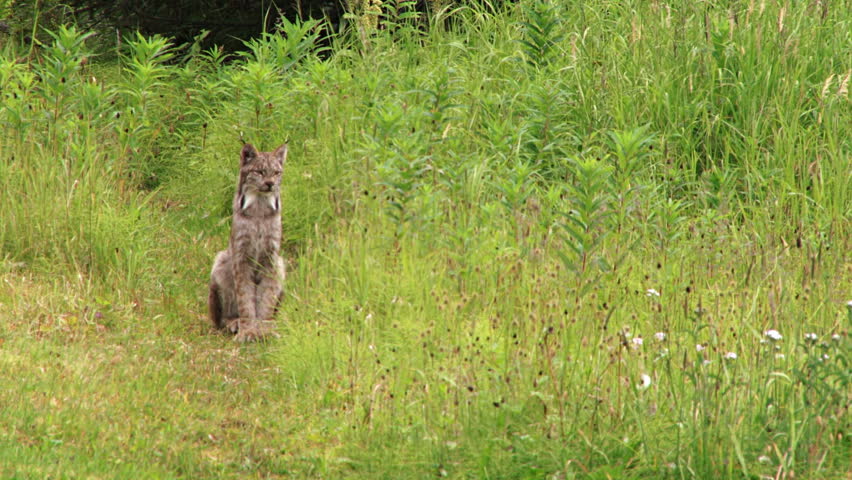 A wild Alaskan lynx patiently sitting at the edge of the forest meadow, watching