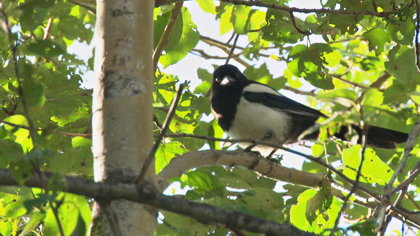Curious magpie in a birch tree on a sunny day.