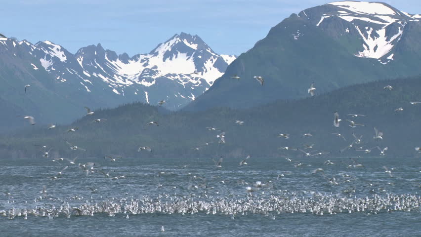 Kittiwakes and other gulls and sea birds in a big, boisterous flock, diving into