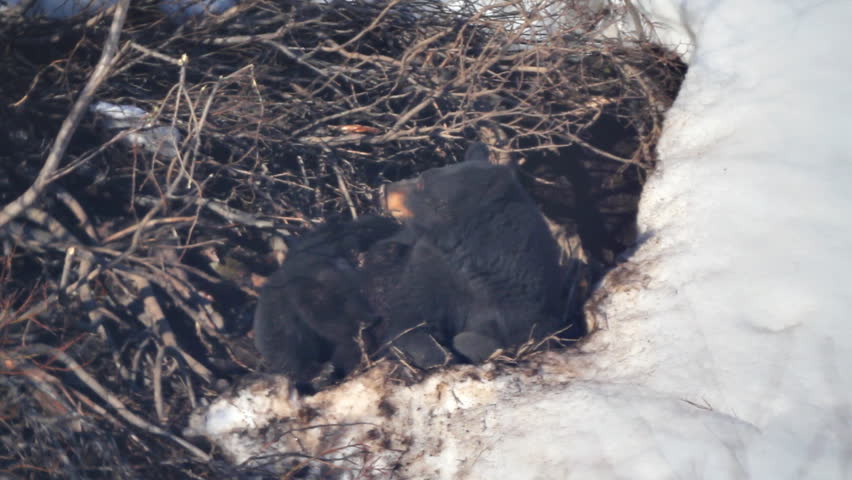 Mother black bear reclining outside her den with three boisterous cubs