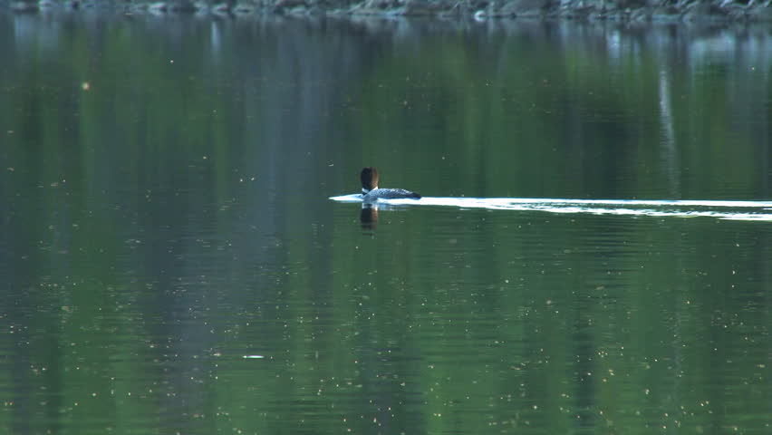 Common loon swimming in the luminous green water of an Alaskan lake, dives for fish, leaving behind the bugs and spreading ripples.