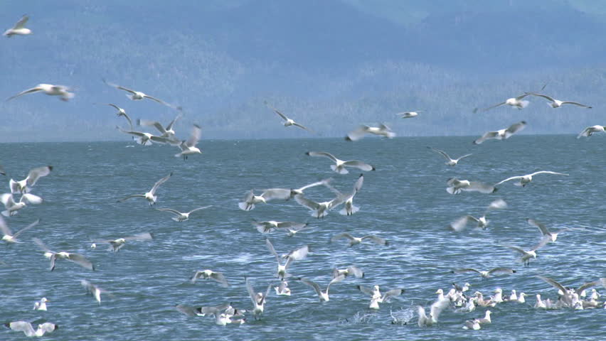 Kittiwakes and other gulls and sea birds (kittiwakes are a type of gull) in a