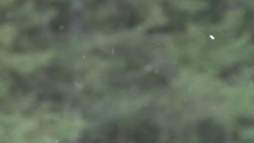 A light flurry of snow flakes with blurred trees behind, zoom out slightly to