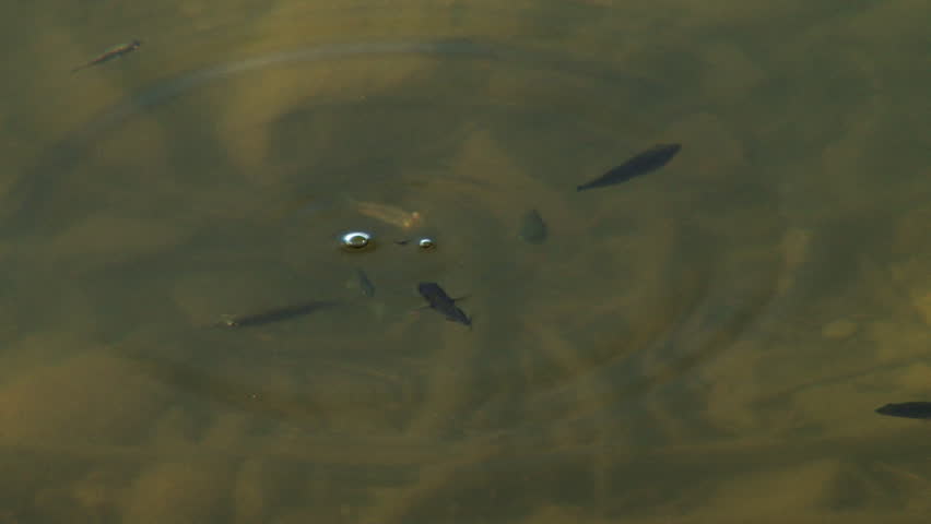 Little Fishies Swimming and Darting at a Morsel