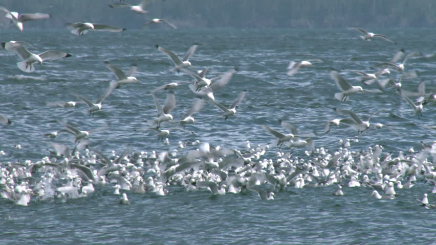 Kittiwakes and other gulls and sea birds (kittiwakes are a type of gull) in a