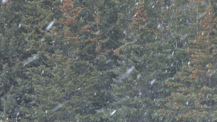 Snowflakes falling gently against a backdrop of spruce trees.