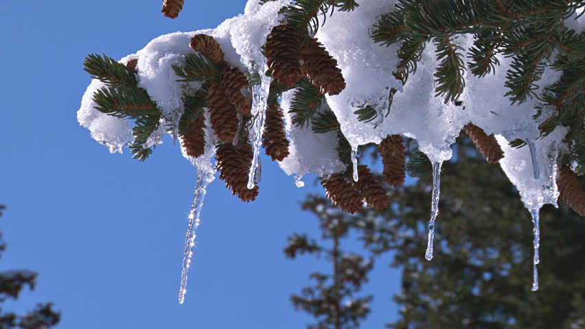 icicles in spruce branch tips against blue sky
