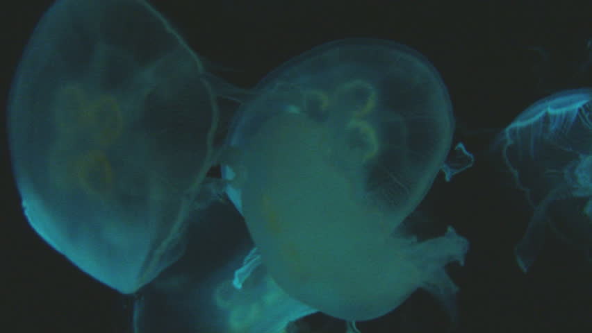 Jellyfish swimming through light in aquarium current .