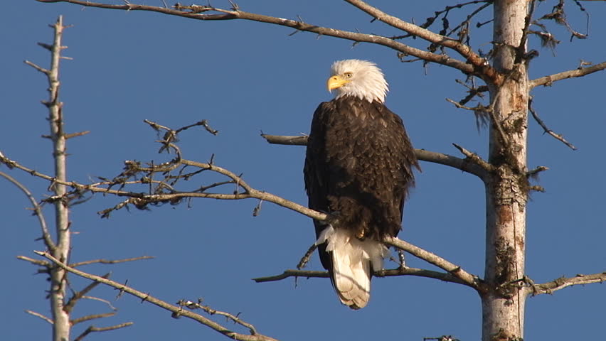 Bald Eagle sitting in a dead spruce tree in winter, scanning the ground for