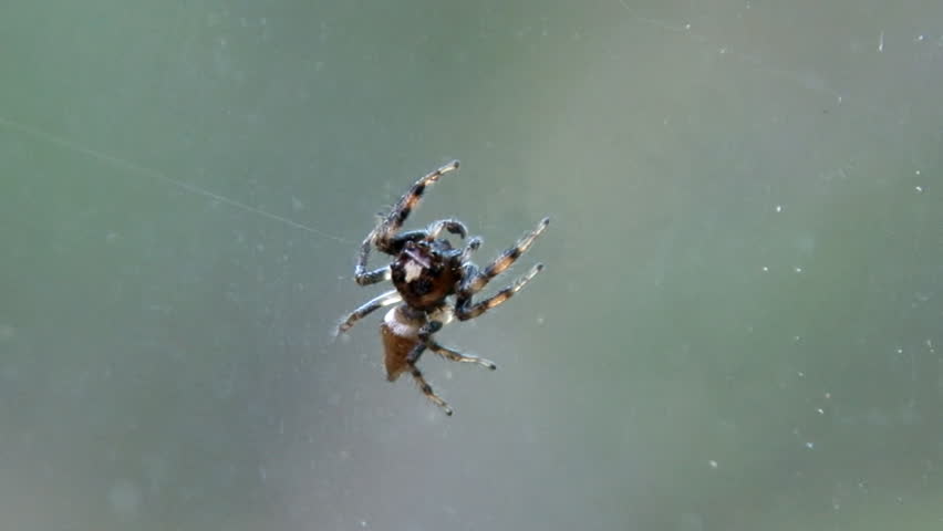 Jumping Spider on Glass