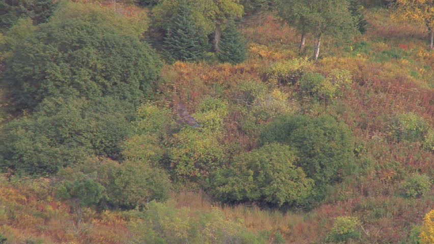 Goshawk swooping over a forest in autumnal regalia.