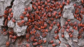 Colony of red firebugs close-up.