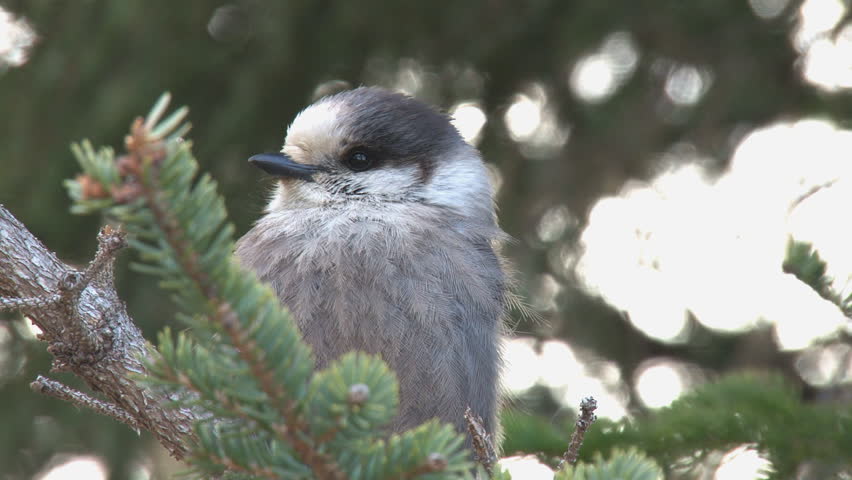 Grey jay in a spruce tree.
