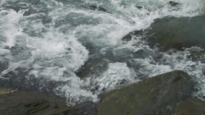 Humpies (humpbacked salmon) writhing and squirming in whitewater rapids as they