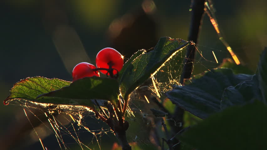Very tight shot of ripe high bush cranberries glowing in evening light, with a