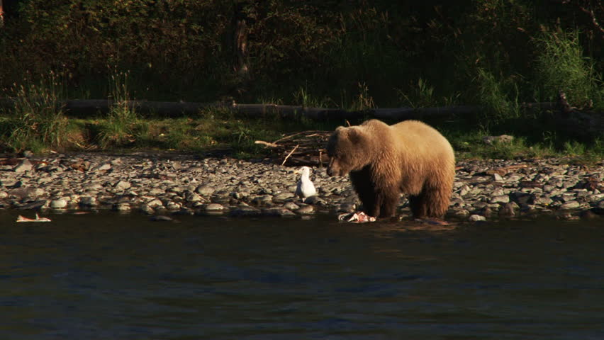 Female brown bear sow rending and ripping at the carcass of a sockeye salmon on