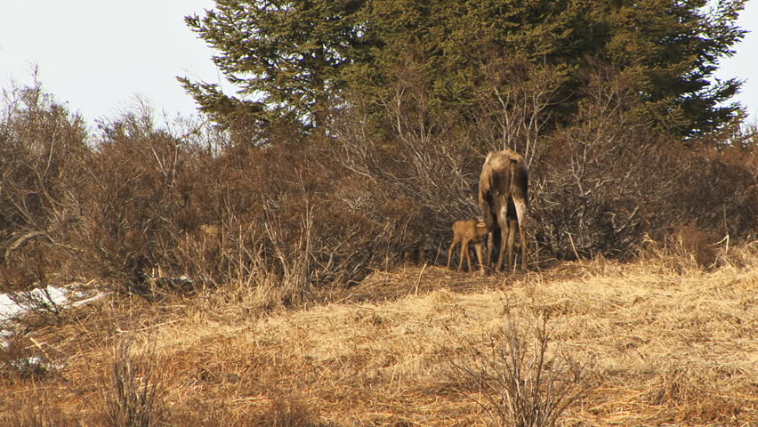A very small baby moose trying its best to get milk from a mother moose
