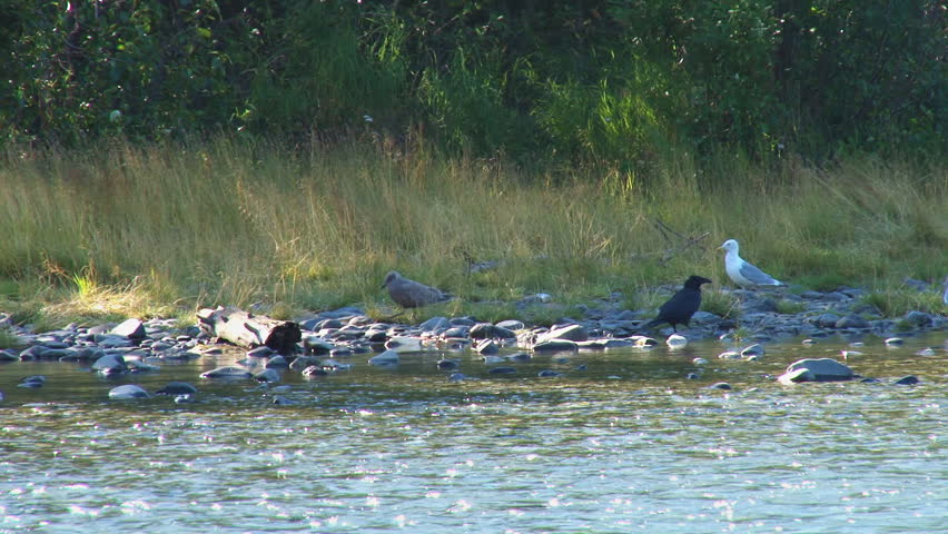 An interesting drama unfolds as the beady-eyed, birdbrained gulls waste their