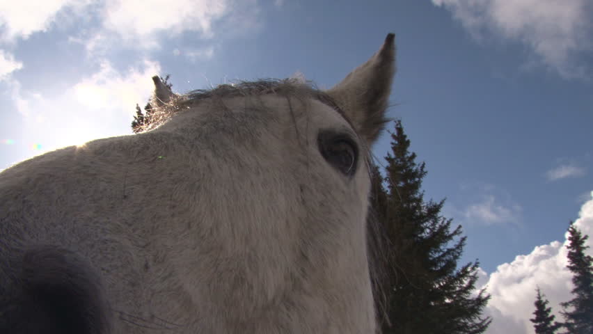 An inquisitive and playful horse investigating the camera.