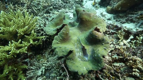 Giant clam underwater in Raja Ampat, West Papua