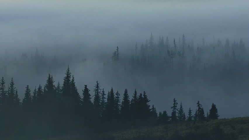 A spooky evening looking across the valley at the tips of the spruce forest