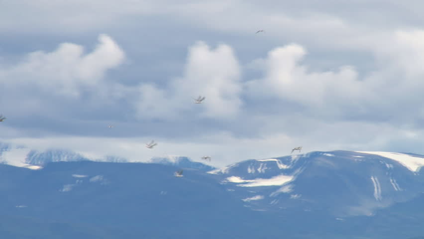 Flock of gulls fly past the camera, tracking pan shot