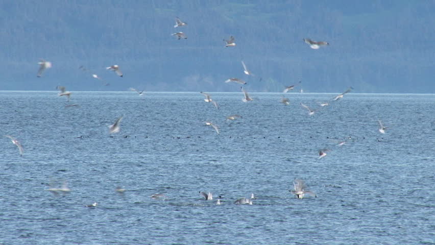 A flock of kamikaze kittiwakes attacking a bait ball of fish offshore.