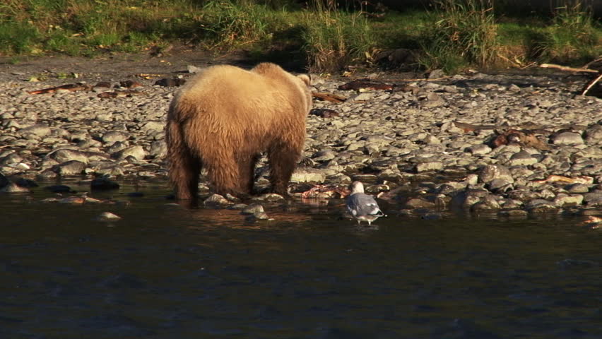 Brown bear sow (female grizzly) on the banks of the Kenai River in Alaska,
