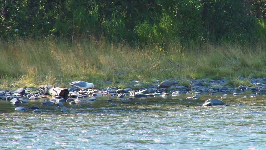Gulls scavenging salmon carcass on riverbank