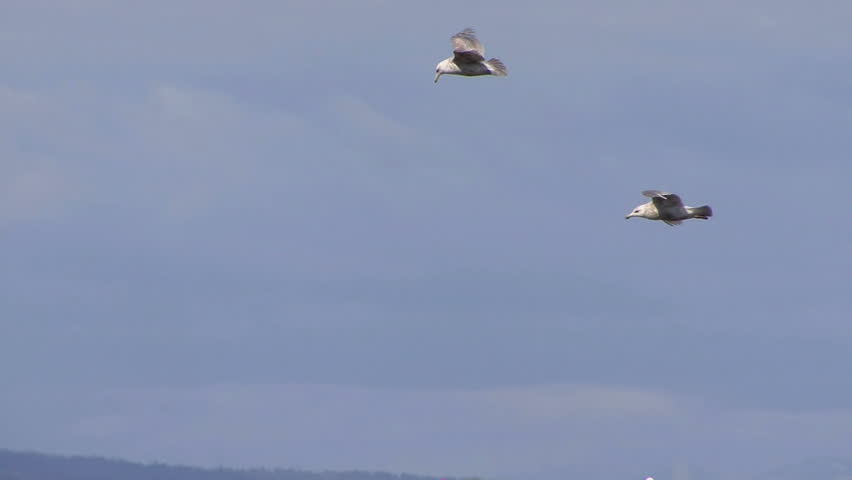 Slow motion tracking shot of a flock of sea gulls soaring together in a dynamic