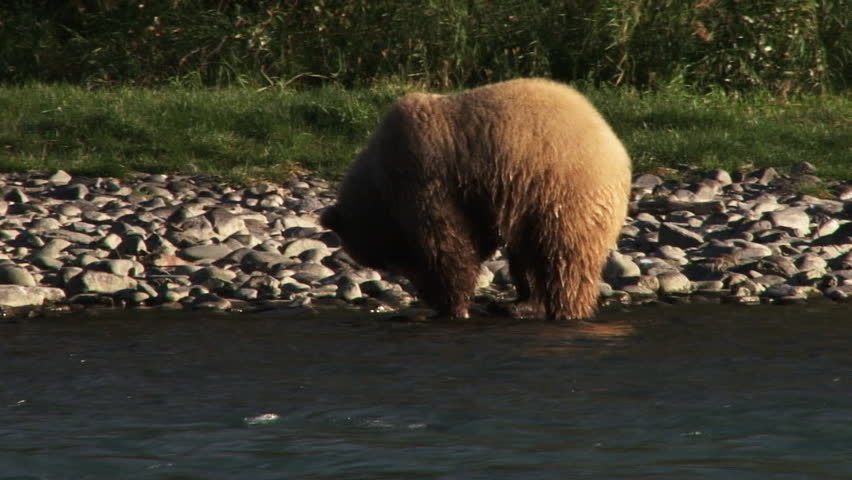 Female brown bear (grizzly) scavenging on the bank of the Kenai River in autumn,