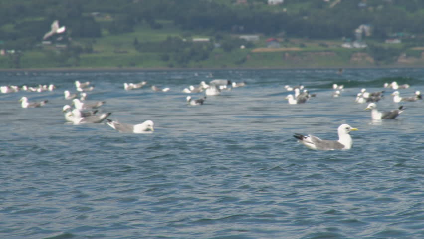 Gulls on Waves Land Beyond