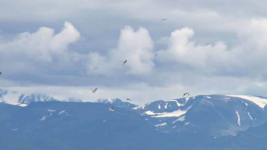 Flock of gulls in flight. Tracking pan shot.