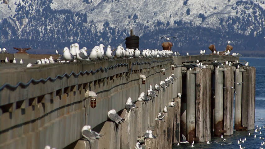 Sea gulls perching, flying, wheeling, cavorting off deepwater dock.