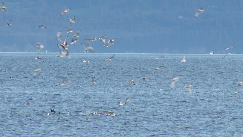 A flock of kamikaze kittiwakes diving after baitfish. A small boat floats in the