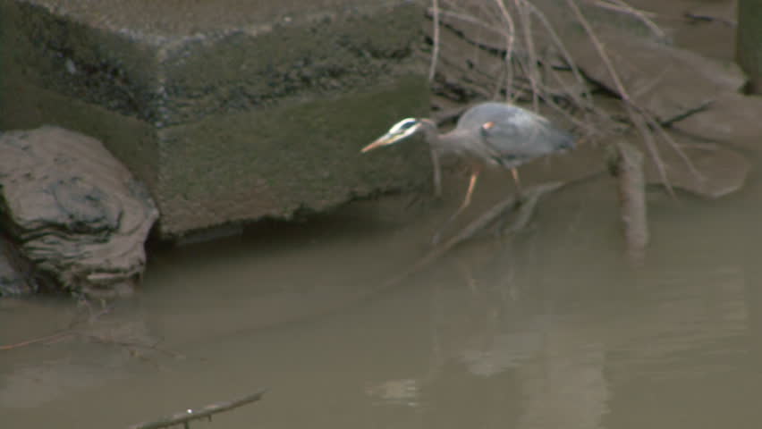 Stealthy great blue heron snaps up a small fish with its darting beak while in