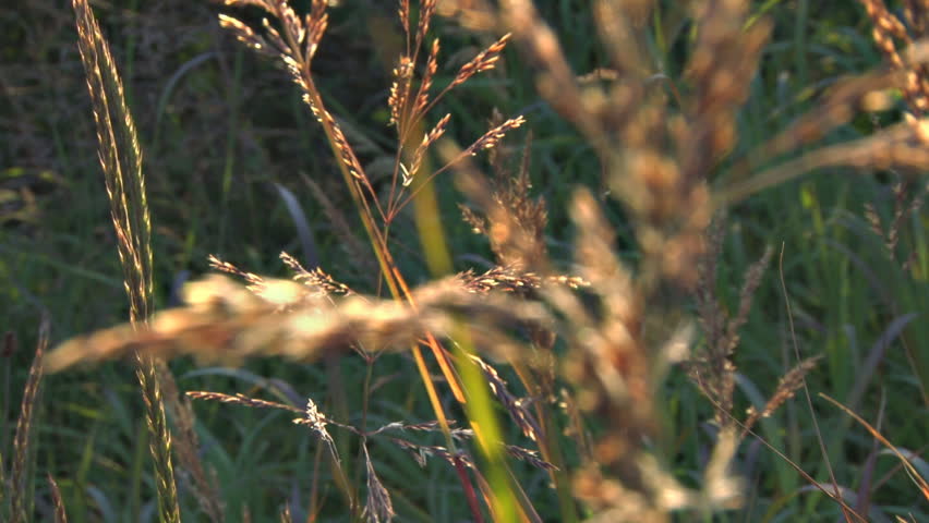 Grass seeds on a stalk in evening sunlight as a breeze increases. Rack focus.