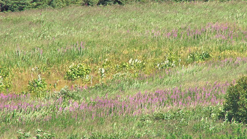 Blowing wind makes waves and patterns in the midsummer meadow foliage.