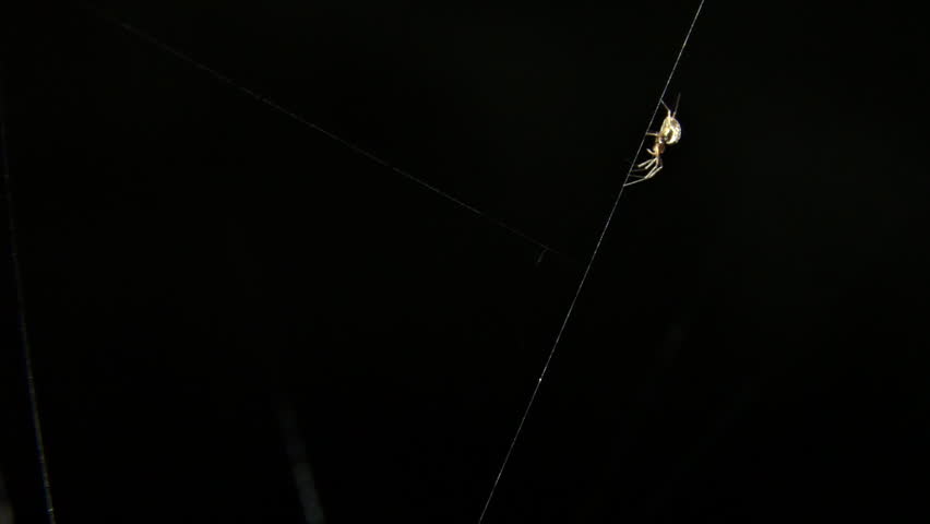 Small spider illuminated against blackness, crawling down a single strand of