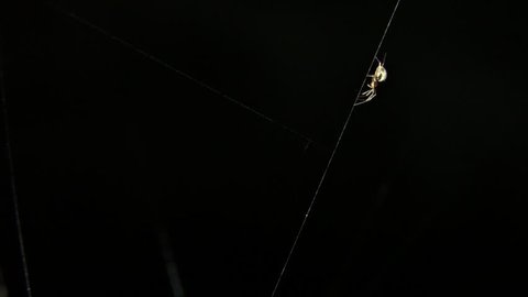 Small spider illuminated against blackness, crawling down a single strand of web.