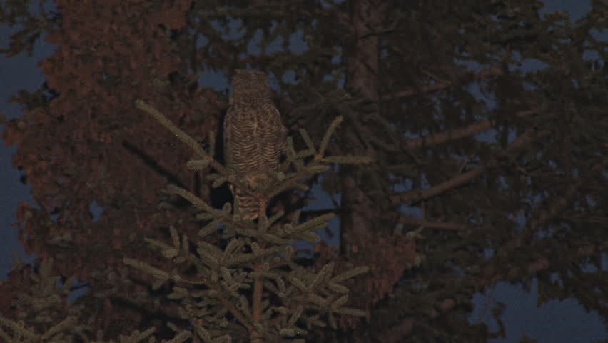 Illuminated by an old-school Sylvania Sun Gun, a great horned owl looking around