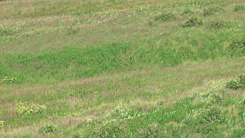 Blowing wind makes waves and patterns in the midsummer meadow foliage.